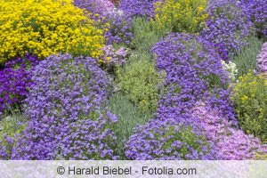 Alyssum Beet