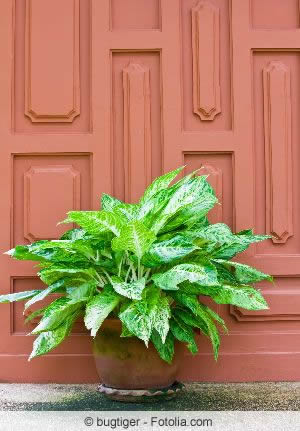 Aglaonema im Topf