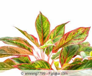 Aglaonema