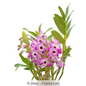 rosa Orchidee Dendrobium