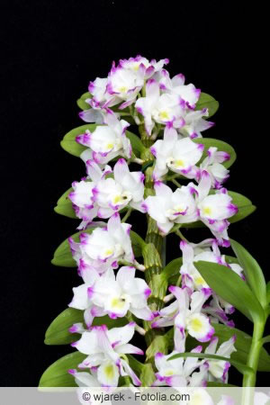 Dendrobium nobile Blüten