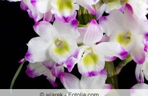 Dendrobium Nobile