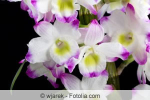 Dendrobium Nobile