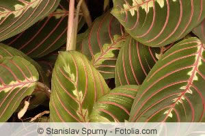 Maranta