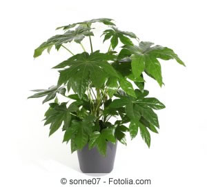 Fatsia japonica im Topf