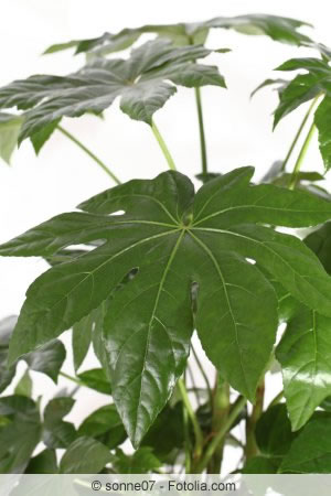 Fatsia japonica