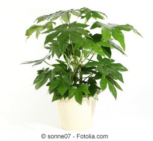 Fatsia japonica