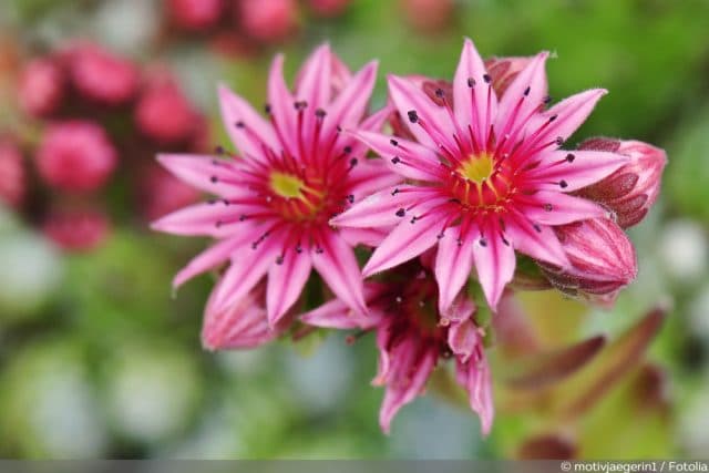 Antennaria