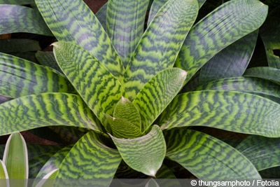 Aechmea fasciata