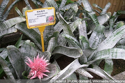 Aechmea fasciata