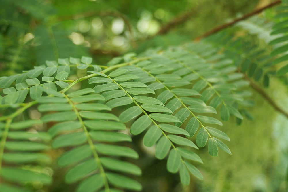 Sauerdattel Tamarindenbaum 20 Samen Tamarindus indica auch Indische Dattel