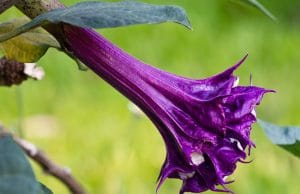 Datura