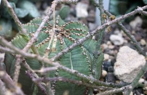 Euphorbia obesa