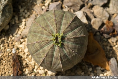 Euphorbia obesa, Baseball-Wolfsmilch