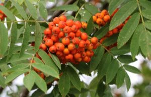 Eberesche Vogelbeeren