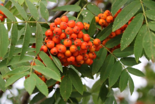 Eberesche Vogelbeeren