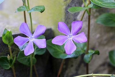 Vinca major