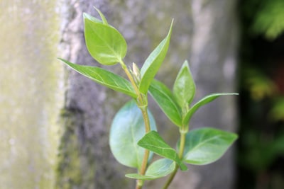 Vinca major