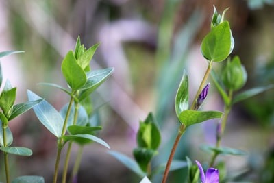 Vinca major