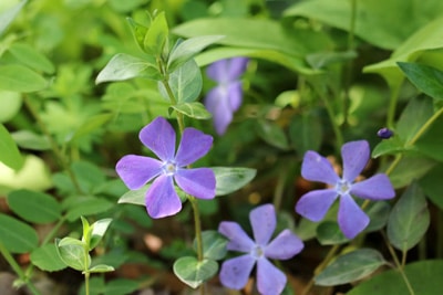 Großes Immergrün, Vinca major