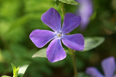 Vinca major