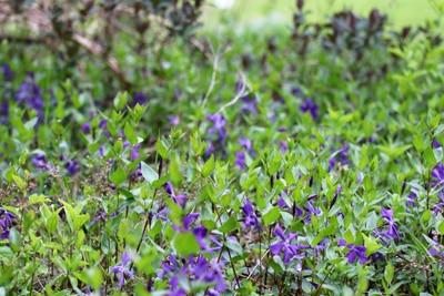 Großes Immergrün, Vinca major