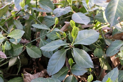 Großes Immergrün, Vinca major