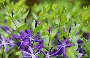 Großes Immergrün, Vinca major