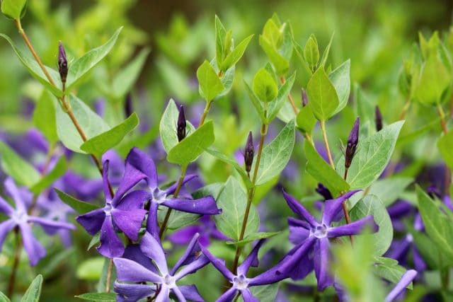 Großes Immergrün, Vinca major