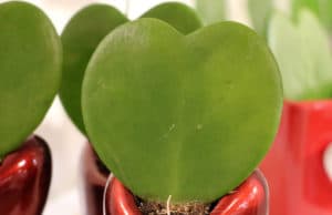 Herzblatt-Pflanze