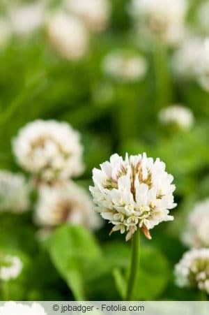 Trifolium repens