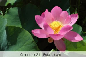 Lotusblume Lotusblume