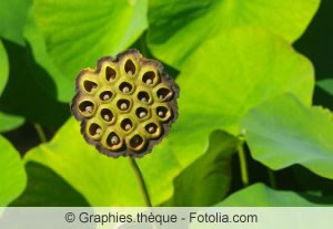 abgeblühte Lotusblume