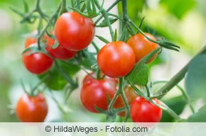 Cocktailtomaten Cocktailtomaten