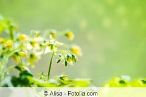 Blüte von Tomatenpflanzen