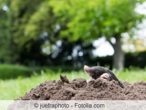 Maulwurf im Garten