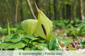 Arum im Wald