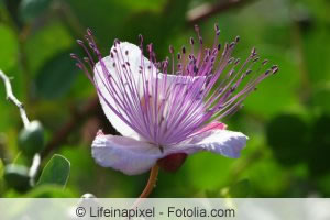Kapernstrauch Blüte Kapernstrauch Blüte