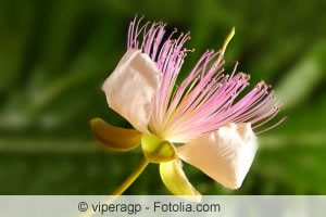 Capparis spinosa Blüte