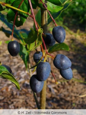 Frucht des Schneeflockenstrauchs