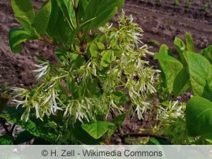 Chionanthus virginicus