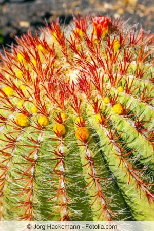 Echinocactus grusonii