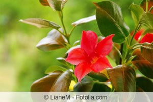 Dipladenia Blüte Dipladenia Blüte