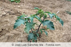 junge Brugmansia Pflanze