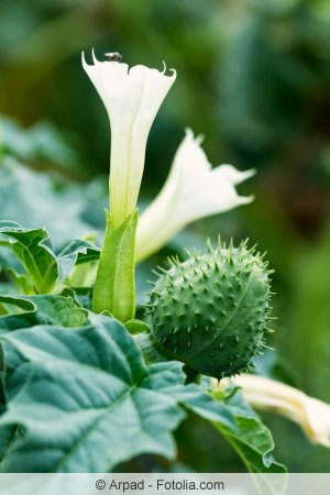 Datura