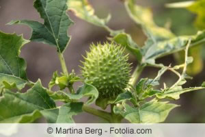 Frucht der Datura