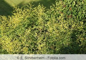 Koelreuteria paniculata Blasenesche