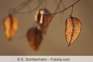 Koelreuteria paniculata Blasenesche