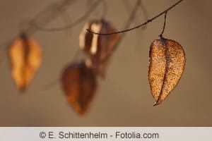 Koelreuteria paniculata Blasenesche