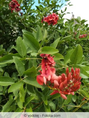 Erythrina variegata